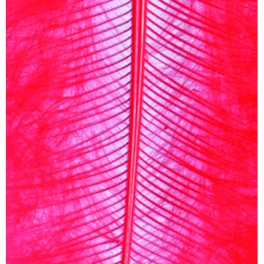 Marabufedern rot
