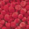 Pompoms bunt sortiert